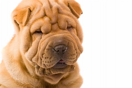 simsearch:400-04875272,k - Funny sharpei puppy isolated on white background Stock Photo - Budget Royalty-Free & Subscription, Code: 400-04679814