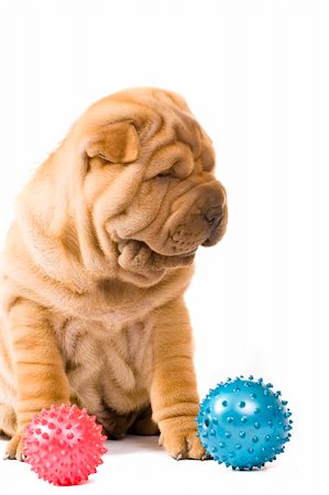 simsearch:400-04875272,k - Funny sharpei puppy isolated on white background Stock Photo - Budget Royalty-Free & Subscription, Code: 400-04679815