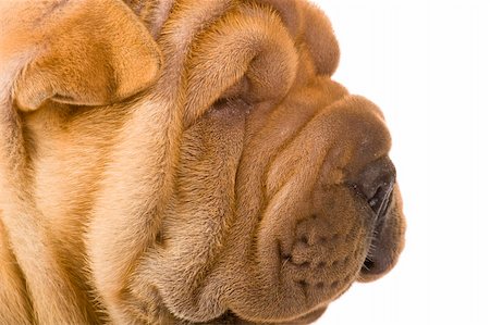 simsearch:400-04181579,k - Funny sharpei puppy isolated on white background Stock Photo - Budget Royalty-Free & Subscription, Code: 400-04679817