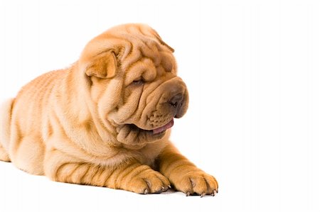 simsearch:400-04312760,k - Funny sharpei puppy isolated on white background Stock Photo - Budget Royalty-Free & Subscription, Code: 400-04679818