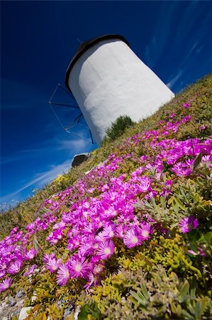 simsearch:400-05319608,k - A diagonal shot of a windmill on a summers day with beautiful blue skies in the background and purple flowers in the foreground Stock Photo - Budget Royalty-Free & Subscription, Code: 400-04679952