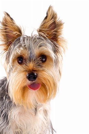 simsearch:400-04185637,k - picture of a cute yorkshire terrier over white Stock Photo - Budget Royalty-Free & Subscription, Code: 400-04670171