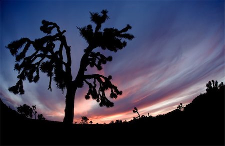 Silhouette of Joshua Tree at Sunset in National Park Stock Photo - Budget Royalty-Free & Subscription, Code: 400-04670617