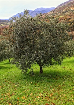 simsearch:400-04794343,k - classic olive tree in green field , nature ackground Stock Photo - Budget Royalty-Free & Subscription, Code: 400-04671274