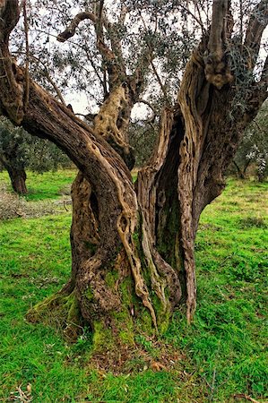 simsearch:400-04794343,k - fine image of very old olive tree in green field Stock Photo - Budget Royalty-Free & Subscription, Code: 400-04671275