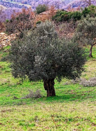 simsearch:400-04794343,k - nature landscape, olive tree in green field Stock Photo - Budget Royalty-Free & Subscription, Code: 400-04671276