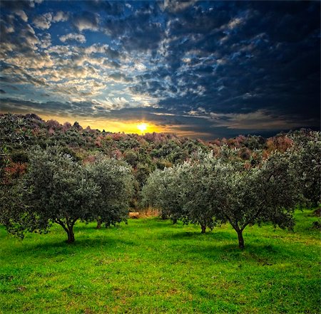simsearch:400-04794343,k - group of olive tree in green field and wood background Stock Photo - Budget Royalty-Free & Subscription, Code: 400-04671277