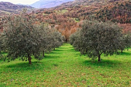 simsearch:400-04794343,k - group of olive tree in green field and mountain background Stock Photo - Budget Royalty-Free & Subscription, Code: 400-04671273