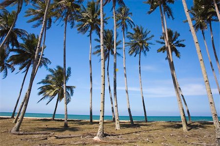 simsearch:400-03991814,k - blue beach with coconut tree Stock Photo - Budget Royalty-Free & Subscription, Code: 400-04671798