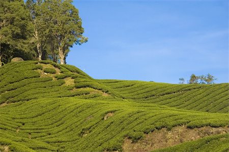 simsearch:400-05905687,k - tea plantation in cameron highlands malaysia Stock Photo - Budget Royalty-Free & Subscription, Code: 400-04671826