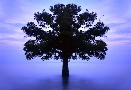 simsearch:400-06408905,k - lonely tree in the middle of sea Stock Photo - Budget Royalty-Free & Subscription, Code: 400-04671830