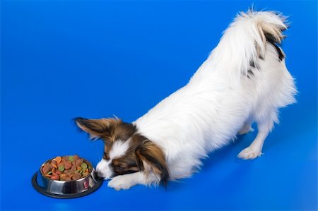 simsearch:400-05722359,k - Young papillon and a bowl with meal Stock Photo - Budget Royalty-Free & Subscription, Code: 400-04672987