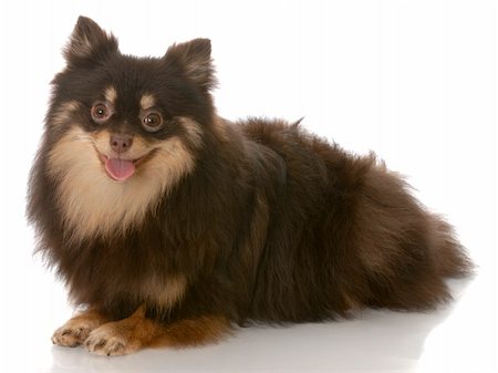 simsearch:400-05241006,k - black and tan pomeranian puppy laying down - seven months old Stock Photo - Budget Royalty-Free & Subscription, Code: 400-04684096