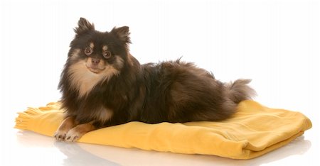 simsearch:400-05241006,k - brown and tan pomeranian puppy laying down on yellow blanket on white background Stock Photo - Budget Royalty-Free & Subscription, Code: 400-04684134