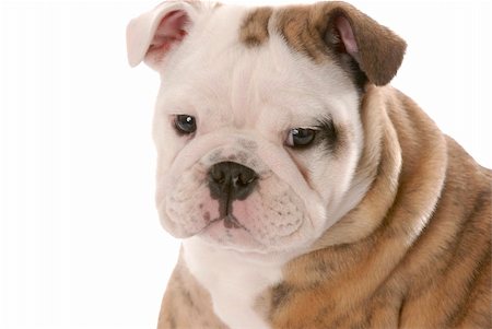 simsearch:400-04875272,k - english bulldog head portrait on white background Stock Photo - Budget Royalty-Free & Subscription, Code: 400-04684131