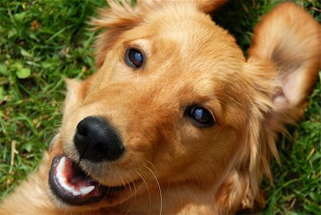 simsearch:400-04312760,k - golden retriever young dog portrait diagonal closeup Stock Photo - Budget Royalty-Free & Subscription, Code: 400-04684408