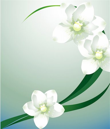simsearch:400-06080543,k - white orchid with green leaf on the blue background Stock Photo - Budget Royalty-Free & Subscription, Code: 400-04684724