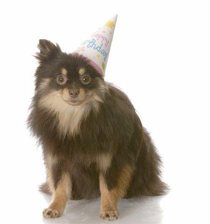 simsearch:400-04312760,k - brown and tan pomeranian wearing a happy birthday hat with reflection on white background Stock Photo - Budget Royalty-Free & Subscription, Code: 400-04684986