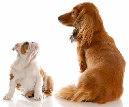 simsearch:400-05241006,k - long haired miniature dachshund sitting beside english bulldog puppy with reflection on white background Stock Photo - Budget Royalty-Free & Subscription, Code: 400-04684982