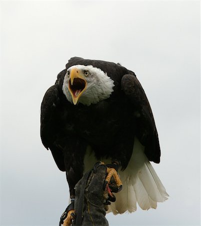staring eagle - Portrait of a Bald Eagle Photographie de stock - Aubaine LD & Abonnement, Code: 400-04685894
