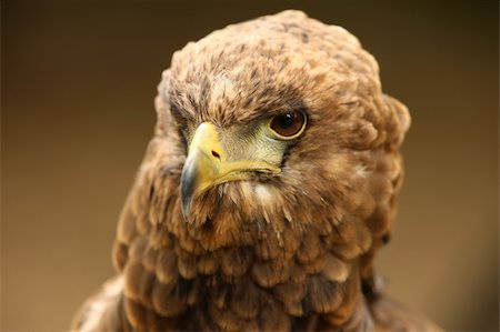 staring eagle - Portrait of a Bateleur Eagle Photographie de stock - Aubaine LD & Abonnement, Code: 400-04685896