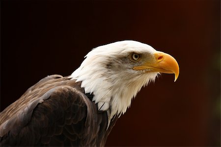 staring eagle - Portrait of a Bald Eagle Photographie de stock - Aubaine LD & Abonnement, Code: 400-04685904