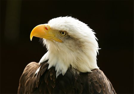 staring eagle - Portrait of a Bald Eagle Photographie de stock - Aubaine LD & Abonnement, Code: 400-04685903