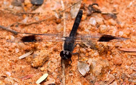 simsearch:400-05703373,k - Macro of black dragonfly sitting on coarse sand Stock Photo - Budget Royalty-Free & Subscription, Code: 400-04686109