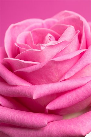 simsearch:400-06141323,k - pink rose on magenta background Foto de stock - Super Valor sin royalties y Suscripción, Código: 400-04686307