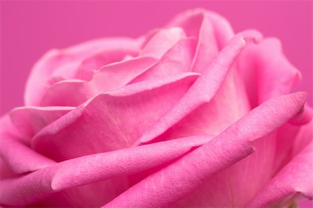 simsearch:400-06141323,k - pink rose on magenta background Foto de stock - Super Valor sin royalties y Suscripción, Código: 400-04686308