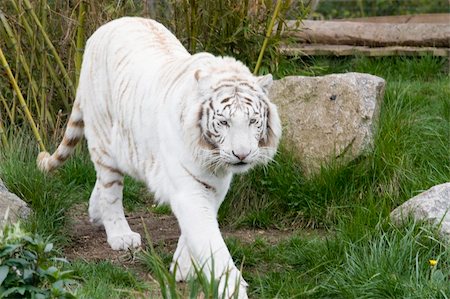 simsearch:400-06131670,k - Photo of a rare wild white tiger Stock Photo - Budget Royalty-Free & Subscription, Code: 400-04686668