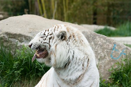 simsearch:400-06131670,k - Photo of a rare wild white tiger Stock Photo - Budget Royalty-Free & Subscription, Code: 400-04686669