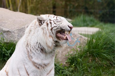 simsearch:400-06131670,k - Photo of a rare wild white tiger Stock Photo - Budget Royalty-Free & Subscription, Code: 400-04686670