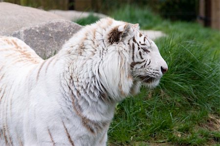 simsearch:400-06131670,k - Photo of a rare wild white tiger Stock Photo - Budget Royalty-Free & Subscription, Code: 400-04686671