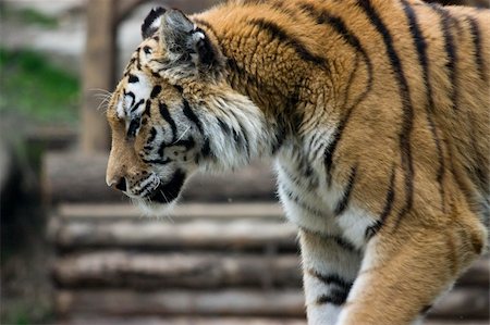 simsearch:400-06131670,k - A closeup photo of a wild big tiger Stock Photo - Budget Royalty-Free & Subscription, Code: 400-04686709