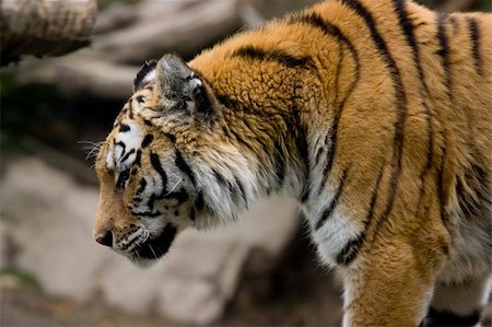 simsearch:400-06131670,k - A closeup photo of a wild big tiger Stock Photo - Budget Royalty-Free & Subscription, Code: 400-04686710