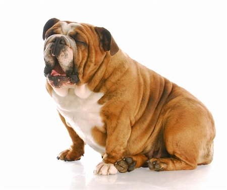english bulldog with mouth open yawning with reflection on white background Photographie de stock - Aubaine LD & Abonnement, Code: 400-04687062