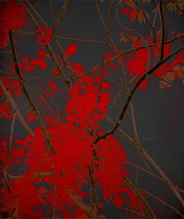 Tangled red blossom branches on black textured background Foto de stock - Super Valor sin royalties y Suscripción, Código: 400-04687581