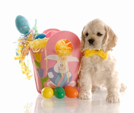 simsearch:400-04875272,k - american cocker spaniel puppy sitting beside basket full of easter eggs with reflection on white background Stock Photo - Budget Royalty-Free & Subscription, Code: 400-04688201