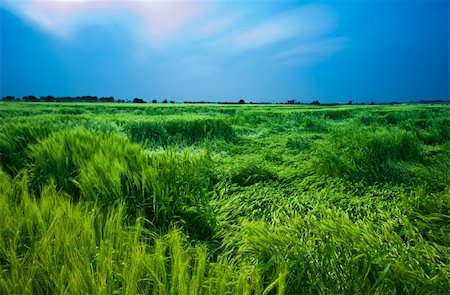 simsearch:400-05311898,k - Wheat field Stock Photo - Budget Royalty-Free & Subscription, Code: 400-04680305