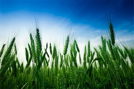 simsearch:400-05311898,k - Wheat field Stock Photo - Budget Royalty-Free & Subscription, Code: 400-04680450