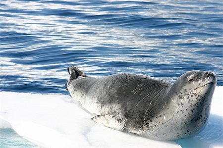 simsearch:400-04747906,k - Dangerous leopard seal on ice floe in Antarctica. Stock Photo - Budget Royalty-Free & Subscription, Code: 400-04680463