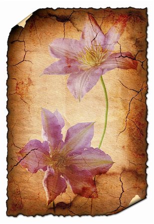 painterly - vintage background image with interesting texture and flowers. Isolated on a white background Photographie de stock - Aubaine LD & Abonnement, Code: 400-04680538