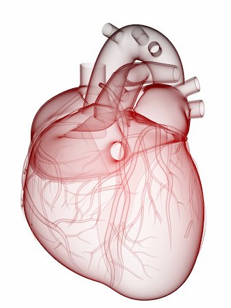 simsearch:400-04178497,k - 3d rendered anatomy illustration of a human heart Stock Photo - Budget Royalty-Free & Subscription, Code: 400-04680551