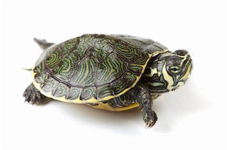 pet shelter - A photo of a turtle on a white background Stock Photo - Budget Royalty-Free & Subscription, Code: 400-04680934