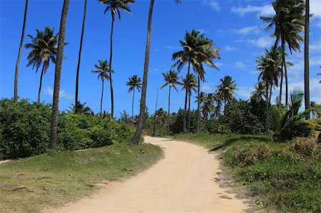 road to paradise - Palm trees and vegeetation on Dominica in the Caribbean with deep blue sky in background Stock Photo - Budget Royalty-Free & Subscription, Code: 400-04681196