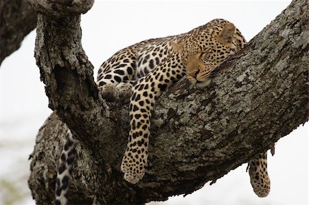 simsearch:400-04597010,k - Leopard in the tree in Serengeti National Park Stock Photo - Budget Royalty-Free & Subscription, Code: 400-04681218