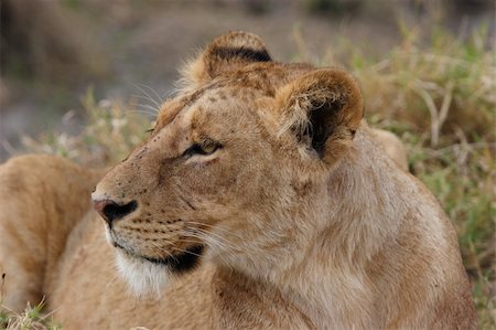 simsearch:400-05900108,k - Female lion and prey animal in high grass. Stock Photo - Budget Royalty-Free & Subscription, Code: 400-04681219