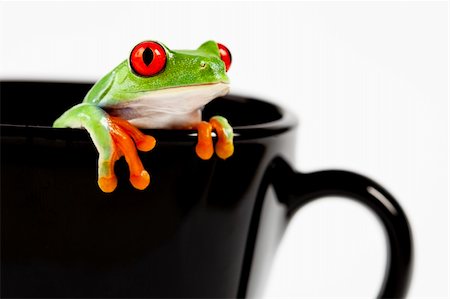 rainforest frogs - Red eyed tree frog sitting on cup Stock Photo - Budget Royalty-Free & Subscription, Code: 400-04681256