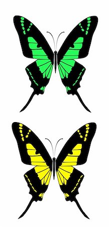 simsearch:400-06912266,k - drawing of butterfly in a white background Stock Photo - Budget Royalty-Free & Subscription, Code: 400-04682130